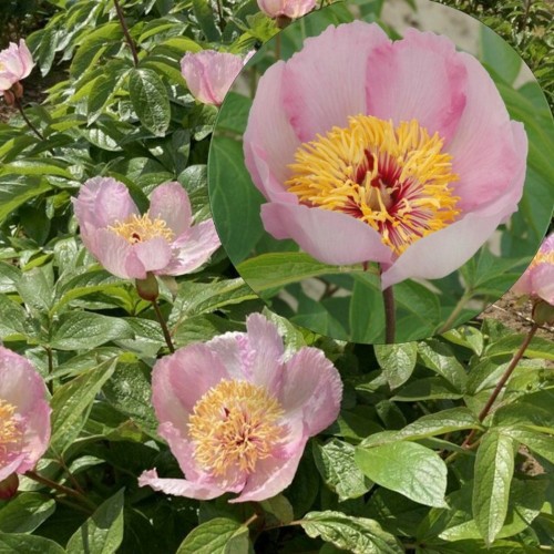 Paeonia 'Mai Fleuri' - Pojeng 'Mai Fleuri' C7/7L